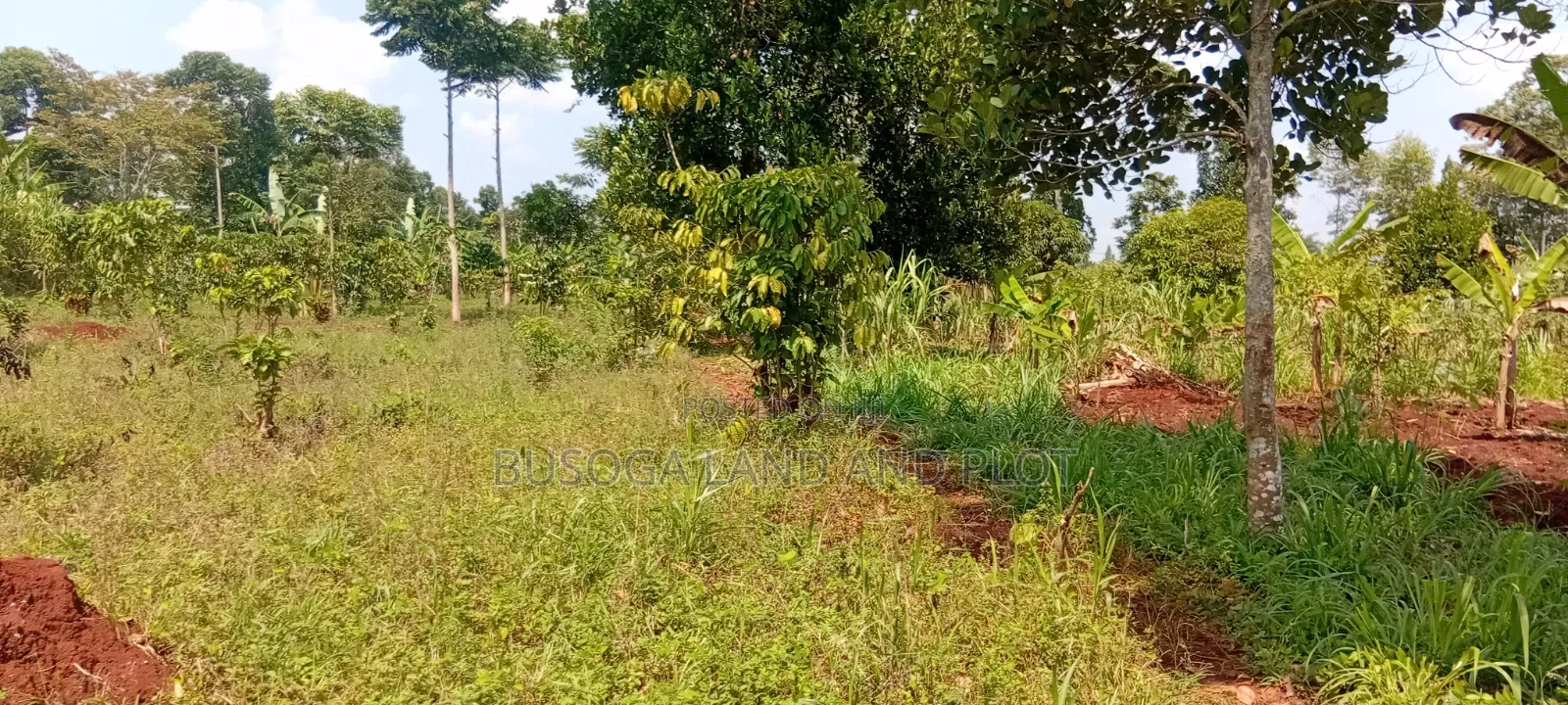 16 Acres for Sale – Just 600 Metres Off the Highway, Kiyunga Kamuli in Kamuli