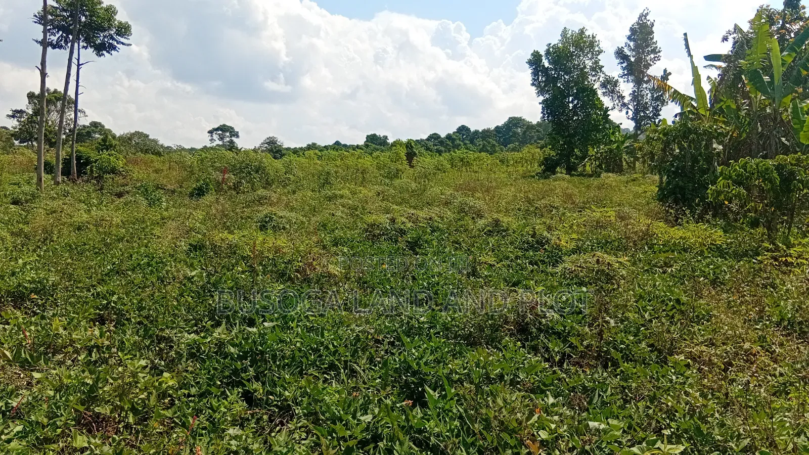 300 Acres Freehold Titled Land With a Farm House, at 6.5m Each Acre in Kamuli