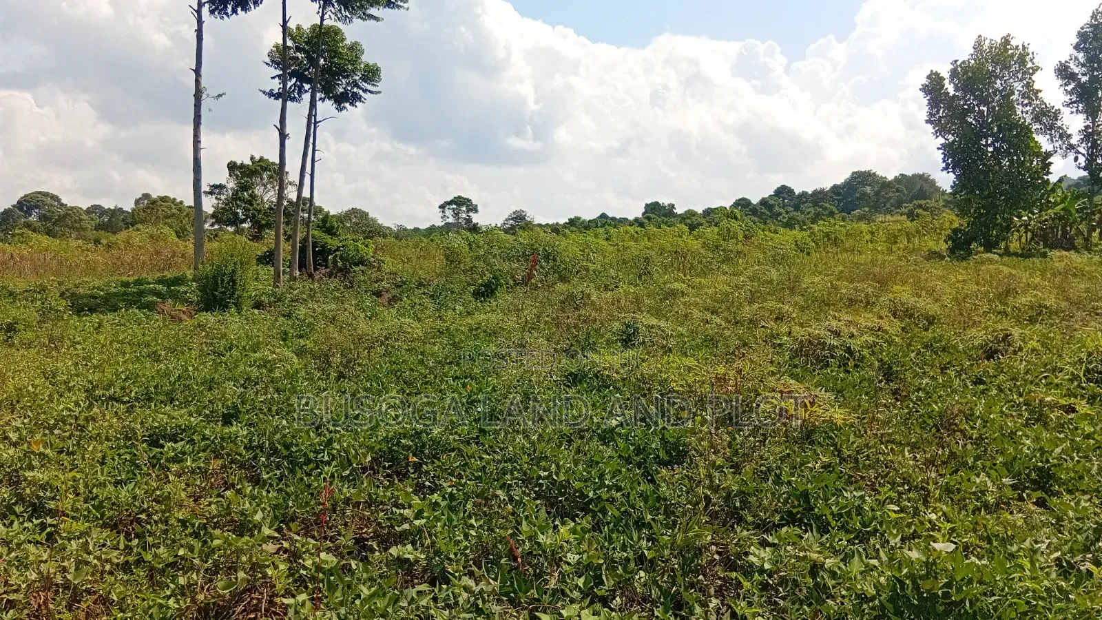 300 Acres Freehold Titled Land With a Farm House, at 6.5m Each Acre in Kamuli