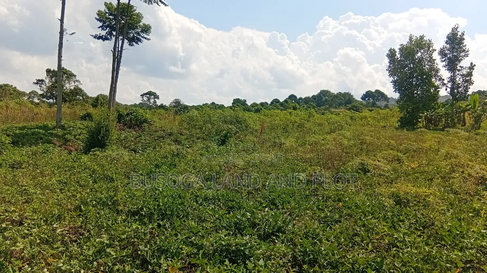 300 Acres Freehold Titled Land With a Farm House, at 6.5m Each Acre in Kamuli