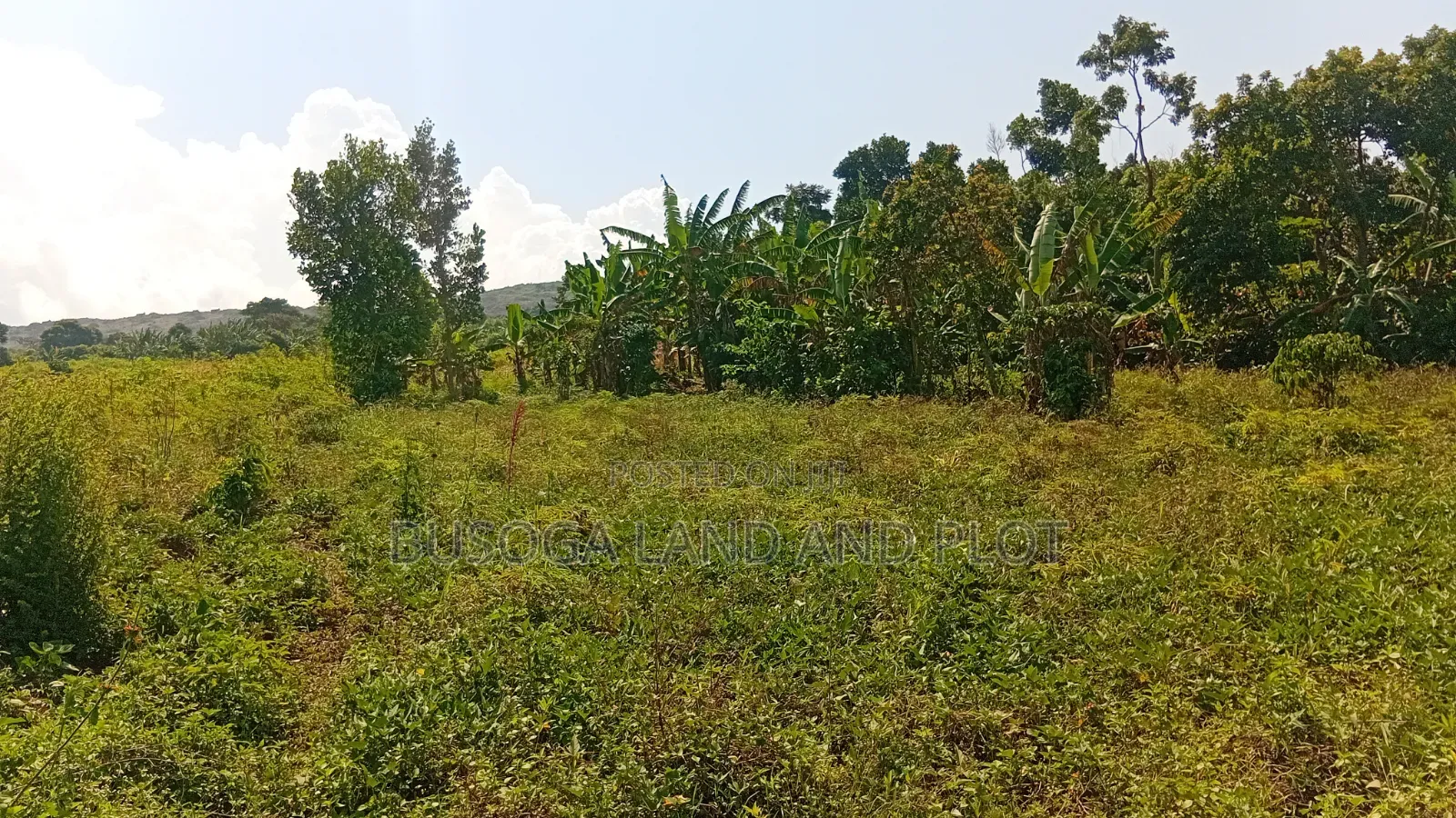 300 Acres Freehold Titled Land With a Farm House, at 6.5m Each Acre in Kamuli