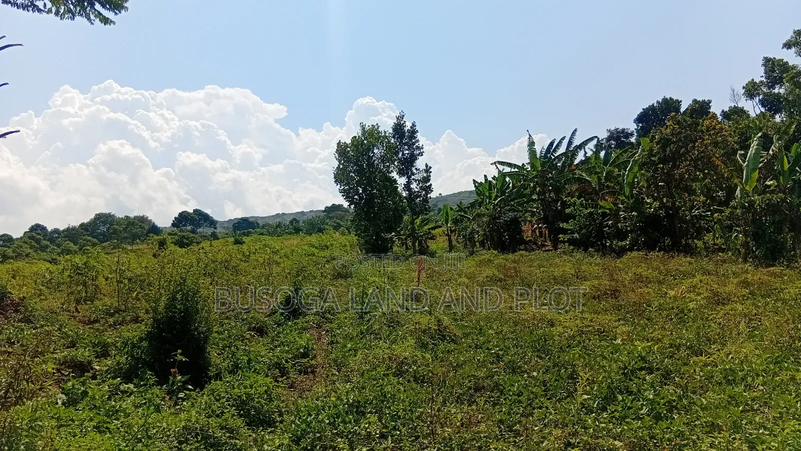 300 Acres Freehold Titled Land With a Farm House, at 6.5m Each Acre in Kamuli