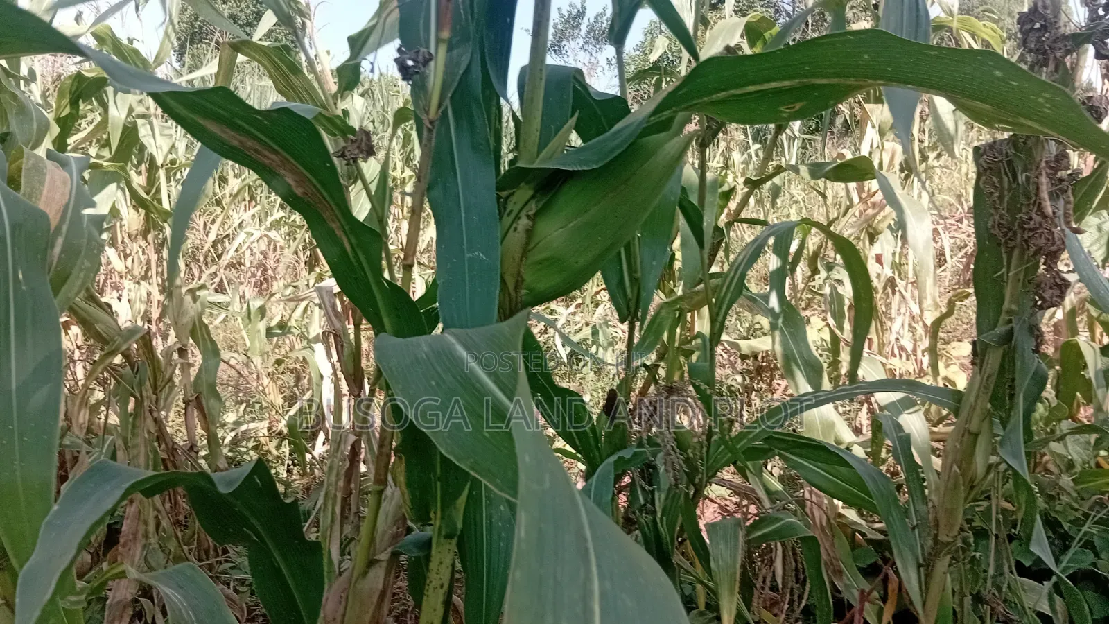 10 Acres of Land, Balawoli, Kamuli District at 7 Million Per Acre in Kamuli