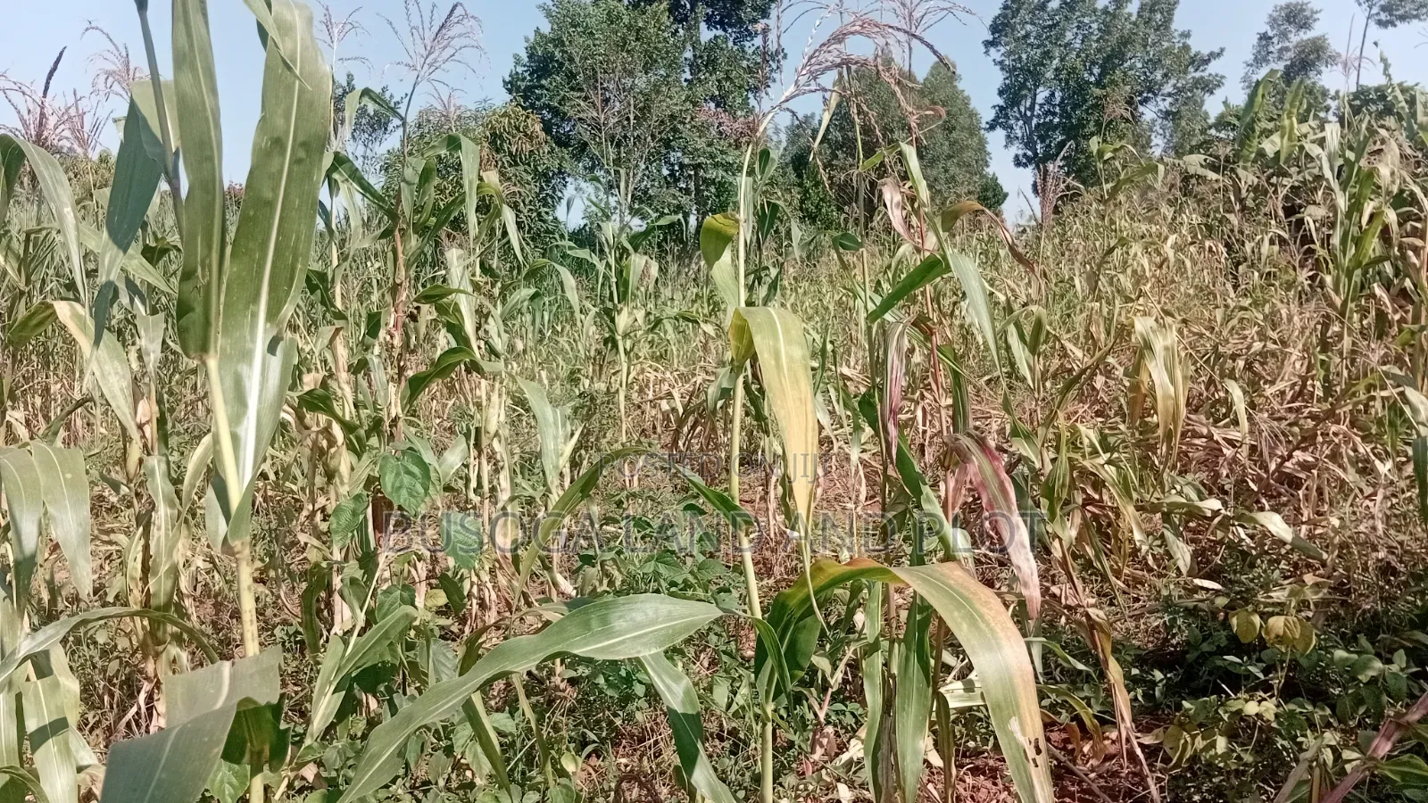 10 Acres of Land, Balawoli, Kamuli District at 7 Million Per Acre in Kamuli