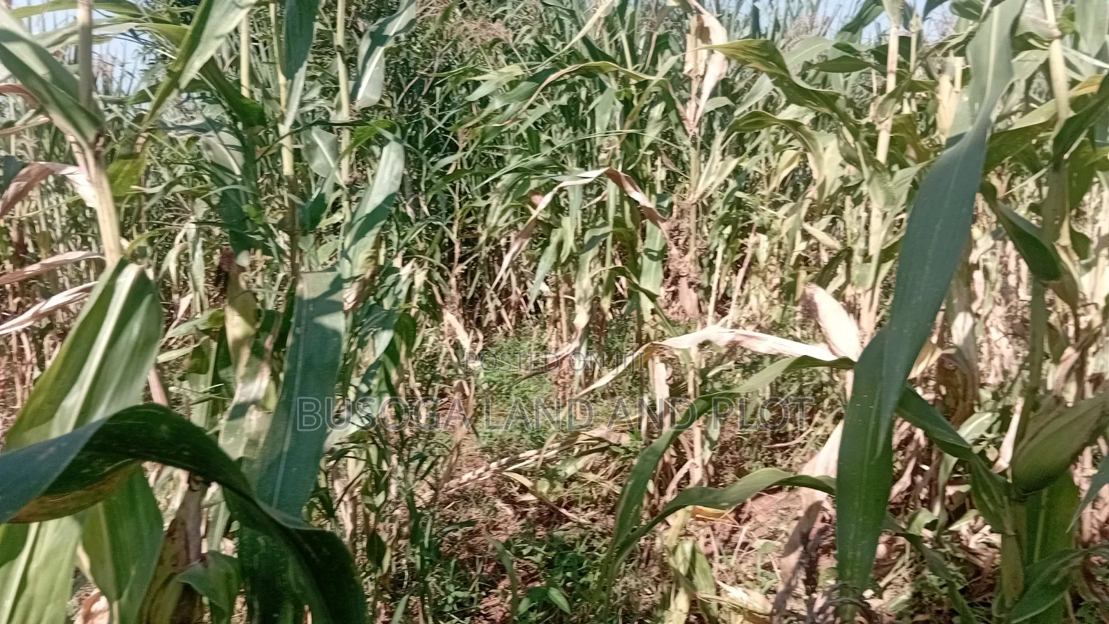 10 Acres of Land, Balawoli, Kamuli District at 7 Million Per Acre in Kamuli