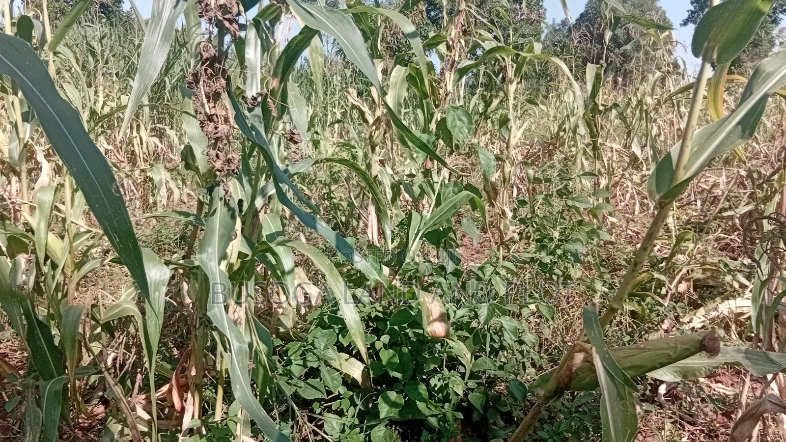 10 Acres of Land, Balawoli, Kamuli District at 7 Million Per Acre in Kamuli
