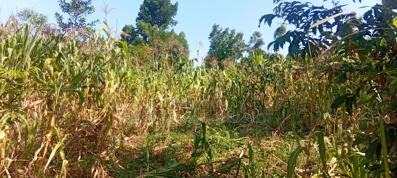 10 Acres of Land, Balawoli, Kamuli District at 7 Million Per Acre in Kamuli