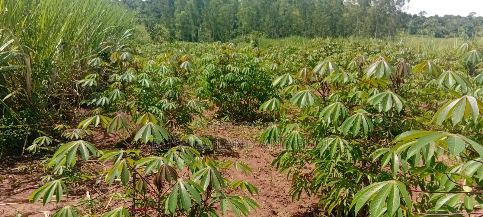 50 Acres of Fertile Land – Budiope, Buyende District, Eastern Uganda. in Kamuli