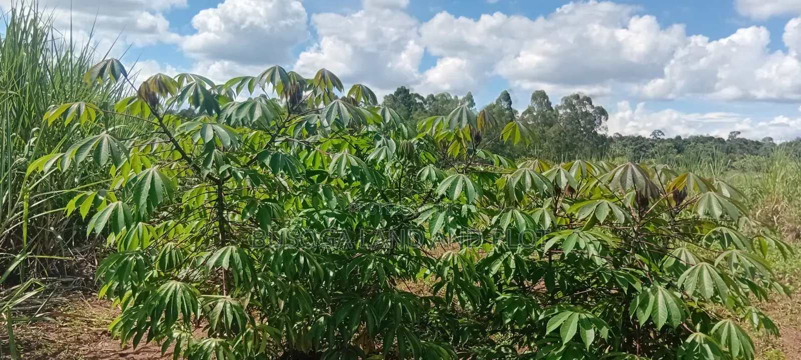 50 Acres of Fertile Land – Budiope, Buyende District, Eastern Uganda. in Kamuli