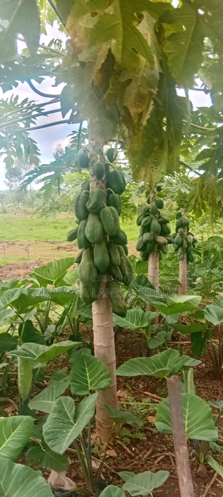 50 Acres of Fertile Land – Budiope, Buyende District, Eastern Uganda. in Kamuli