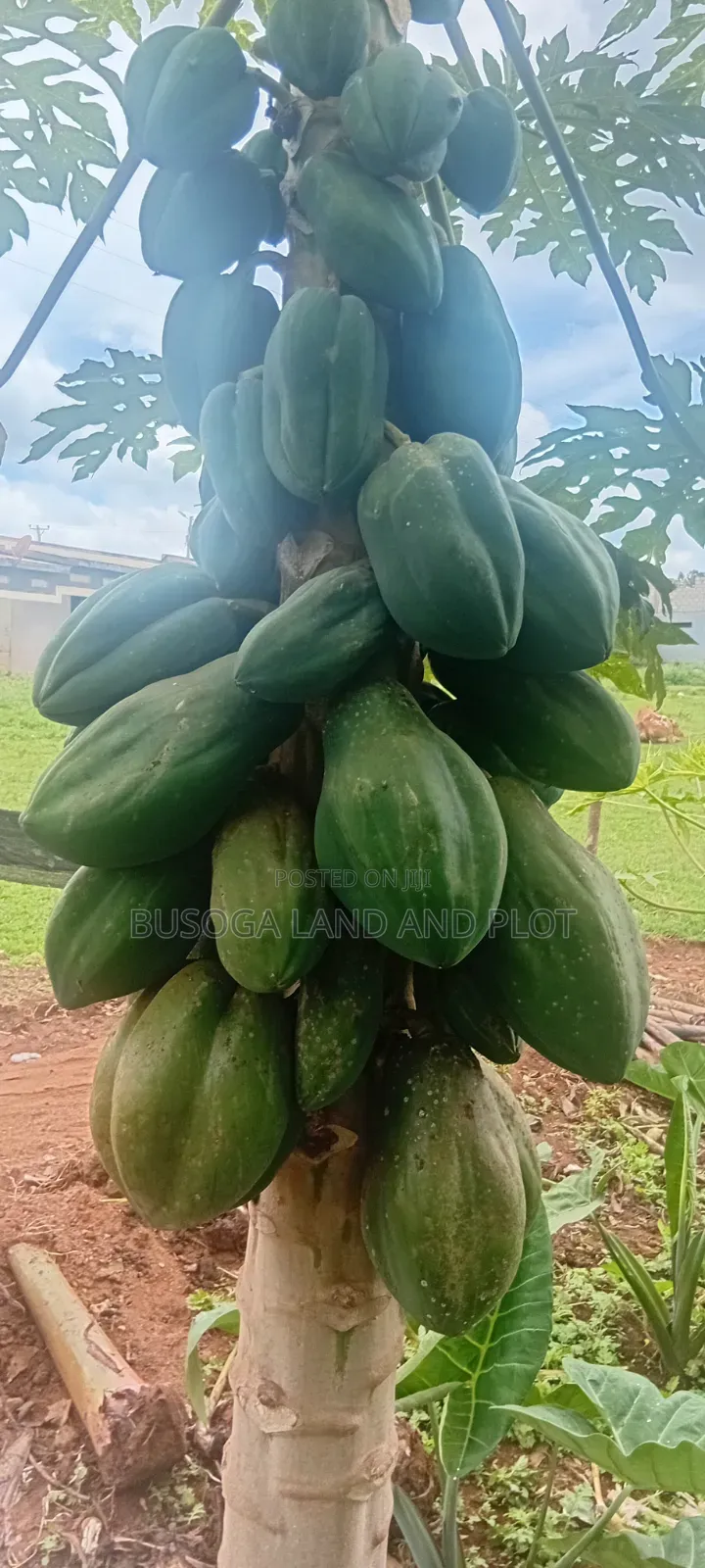 50 Acres of Fertile Land – Budiope, Buyende District, Eastern Uganda. in Kamuli