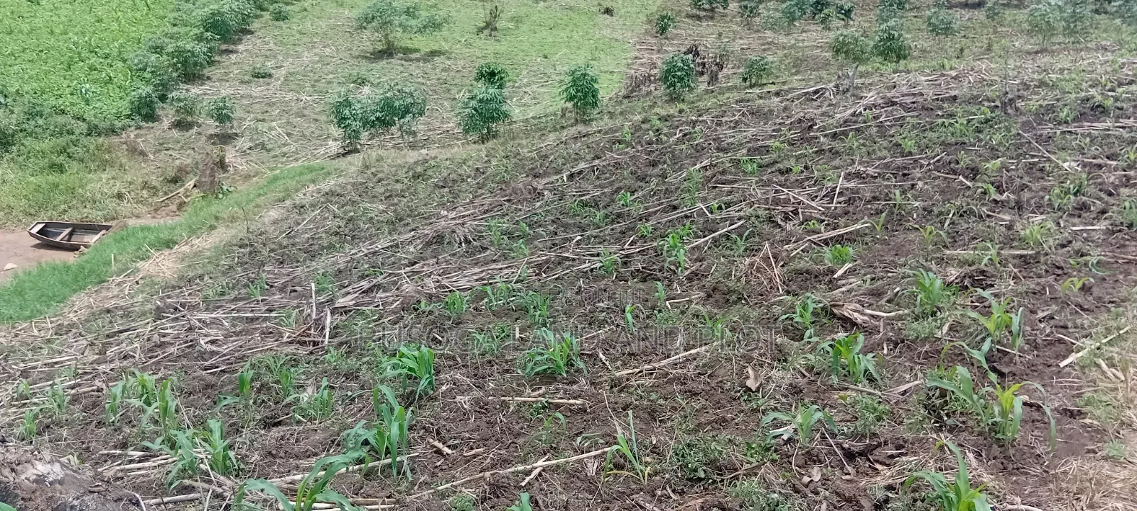 50 Acres of Fertile Land – Budiope, Buyende District, Eastern Uganda. in Kamuli