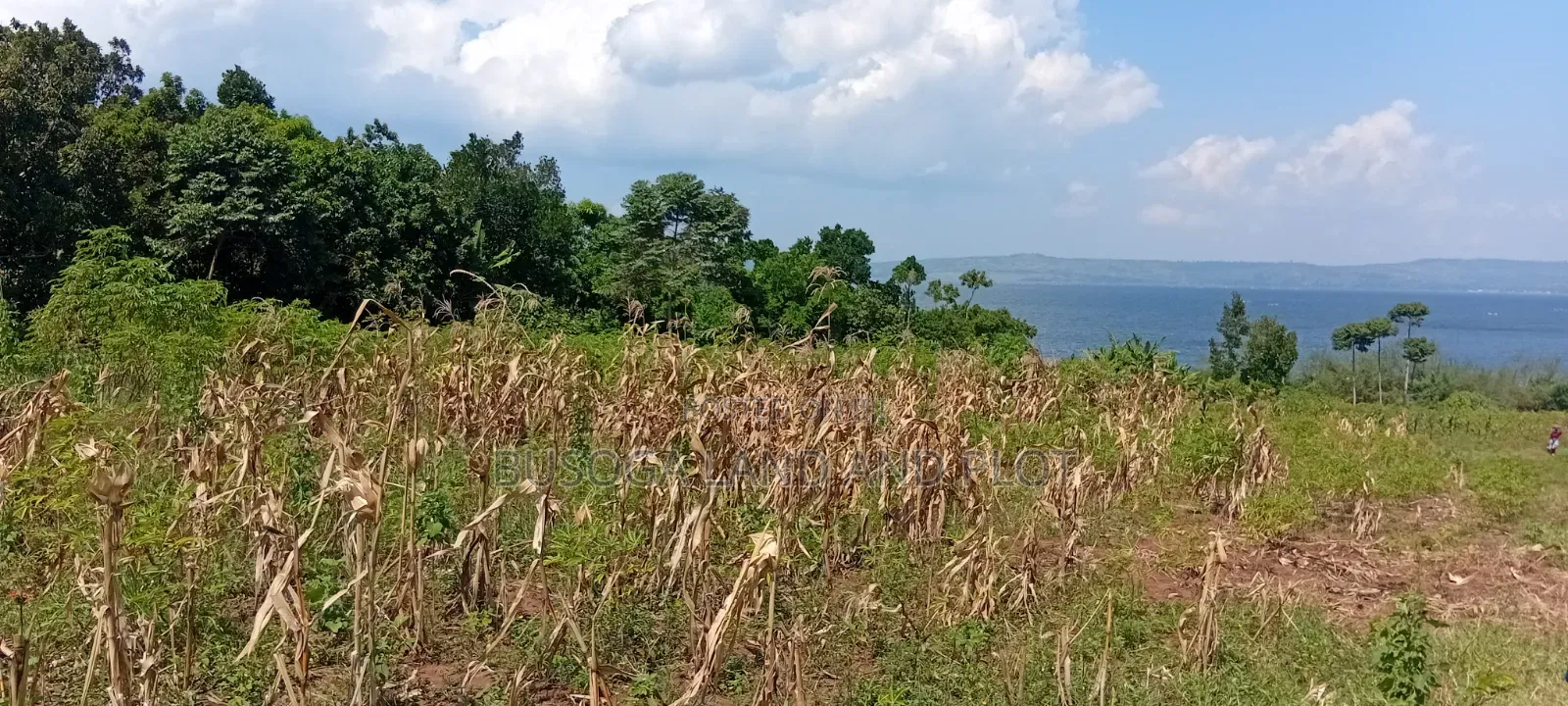 4 Acres of Beautiful Lake Victoria Waterfront Land at 160m for the All in Kamuli