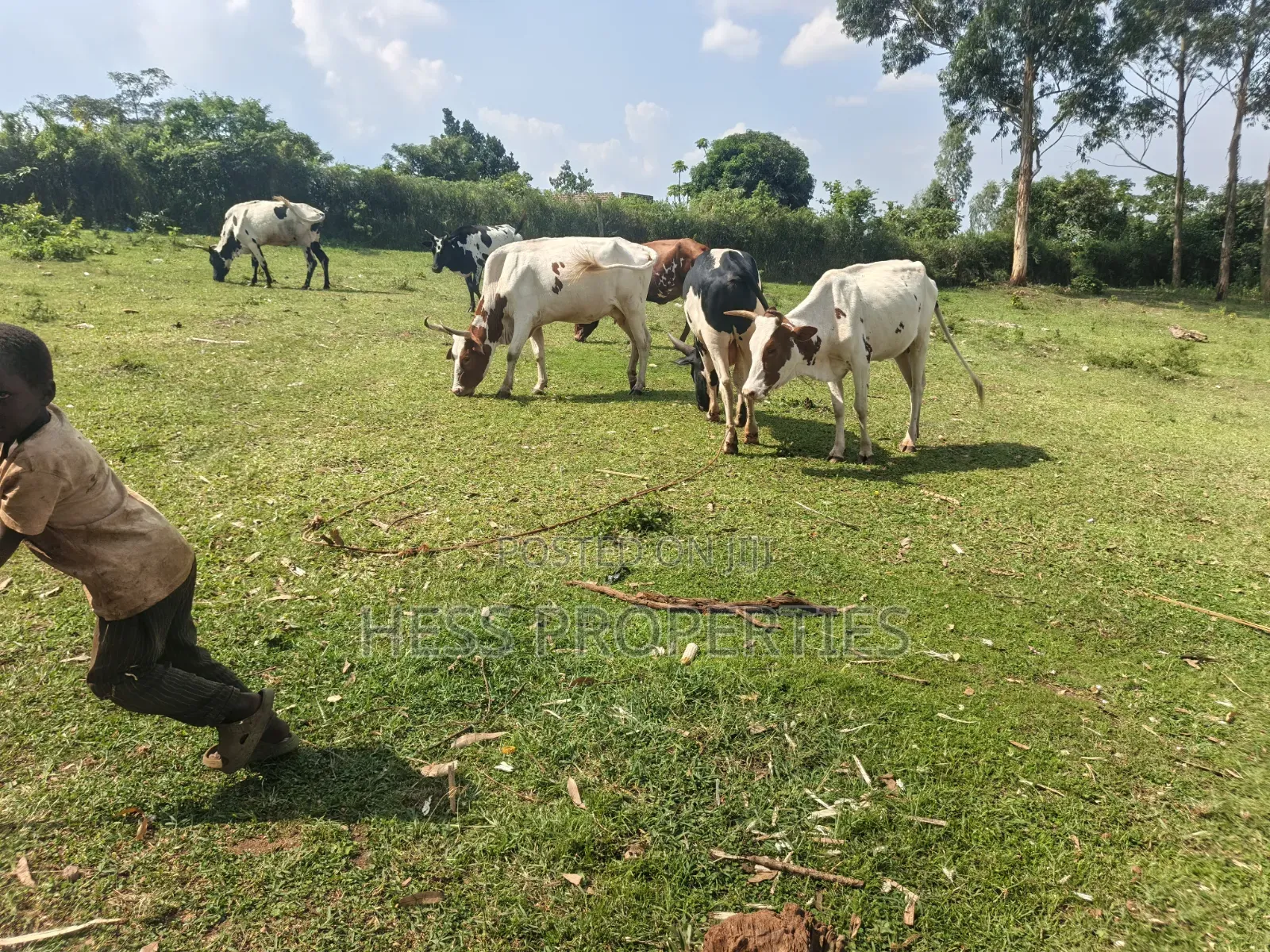 12acres of Afarmland on Sale in -Katooke Kyenjojo District in Kyenjojo