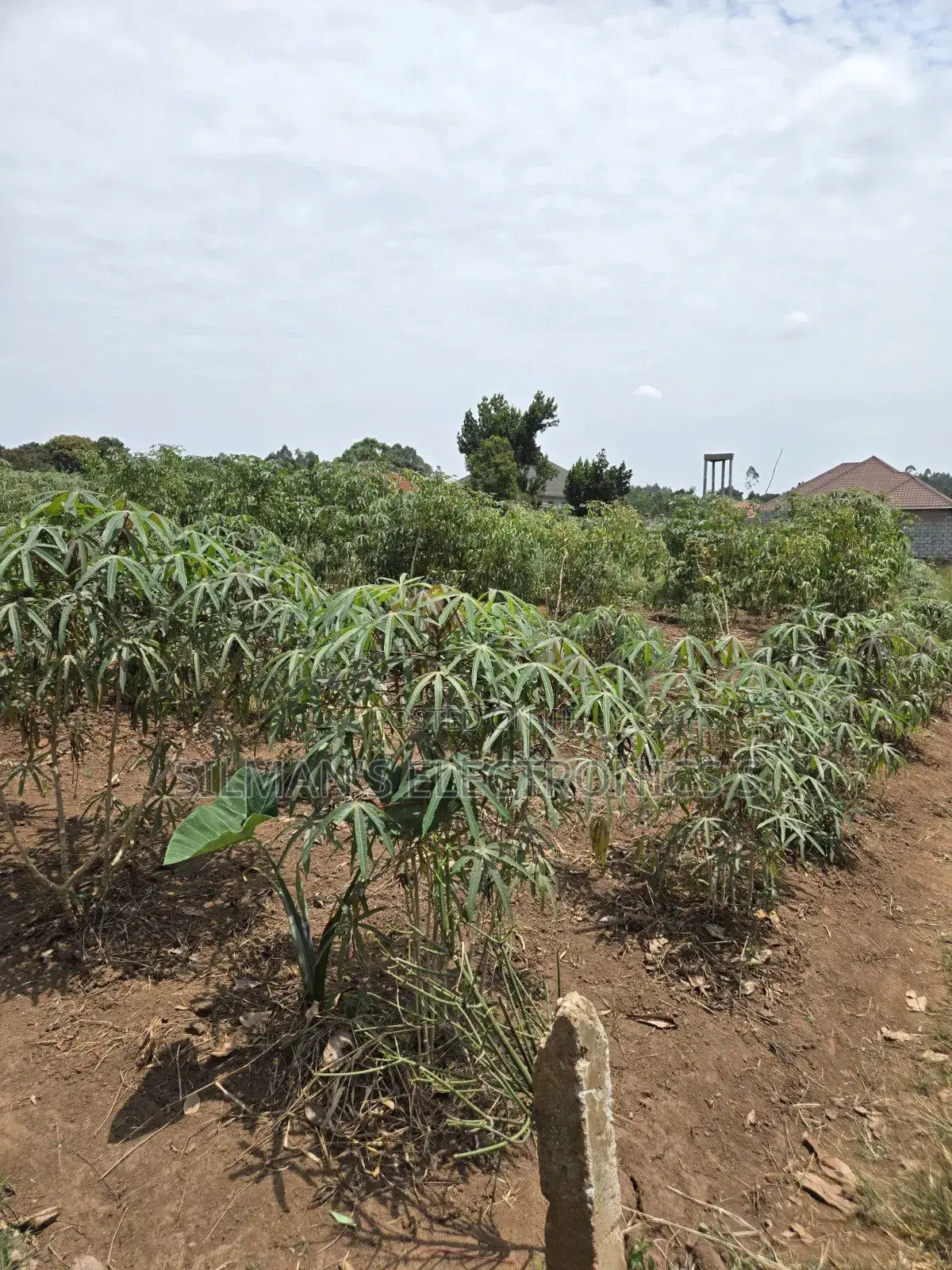 Matugga Ssanga Plot 100 by 50ft With Title in Central Division
