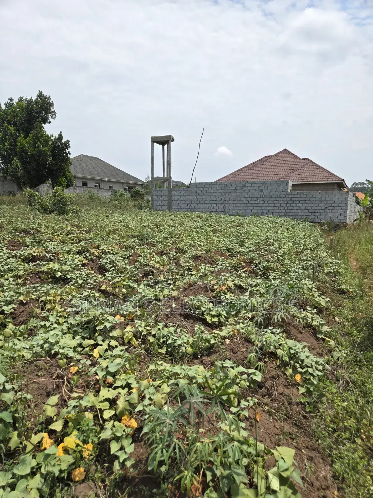Matugga Ssanga Plot 100 by 50ft With Title in Central Division
