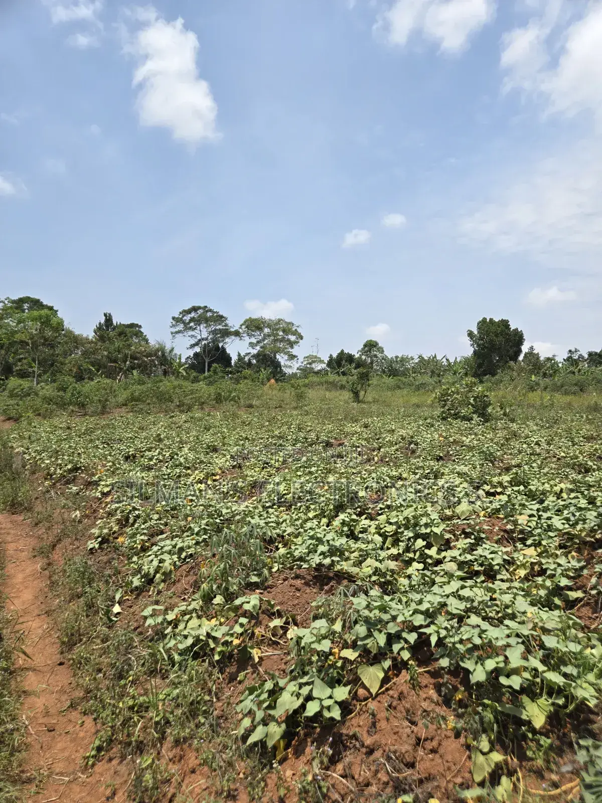 Matugga Ssanga Plot 100 by 50ft With Title in Central Division