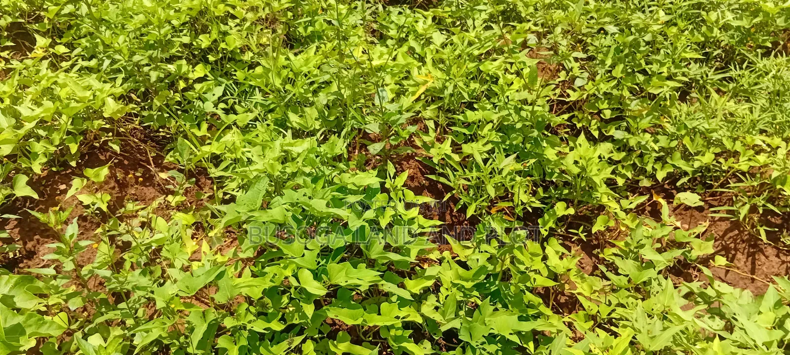 4 Acres of Land_Balawoli Kamuli District, Eastern Uganda at 5m an Acre in Kamuli