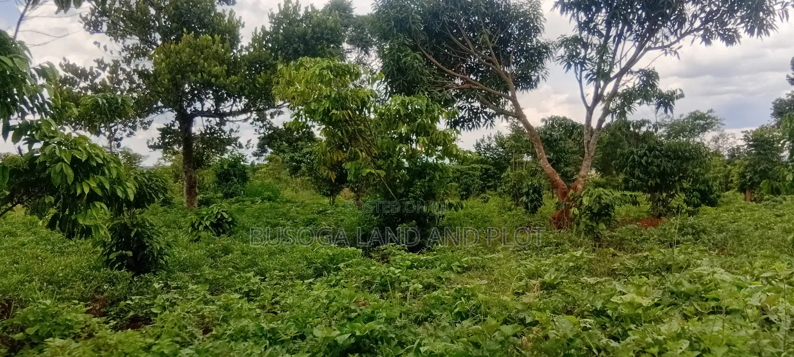 4 Acres of Land_Balawoli Kamuli District, Eastern Uganda at 5m an Acre in Kamuli