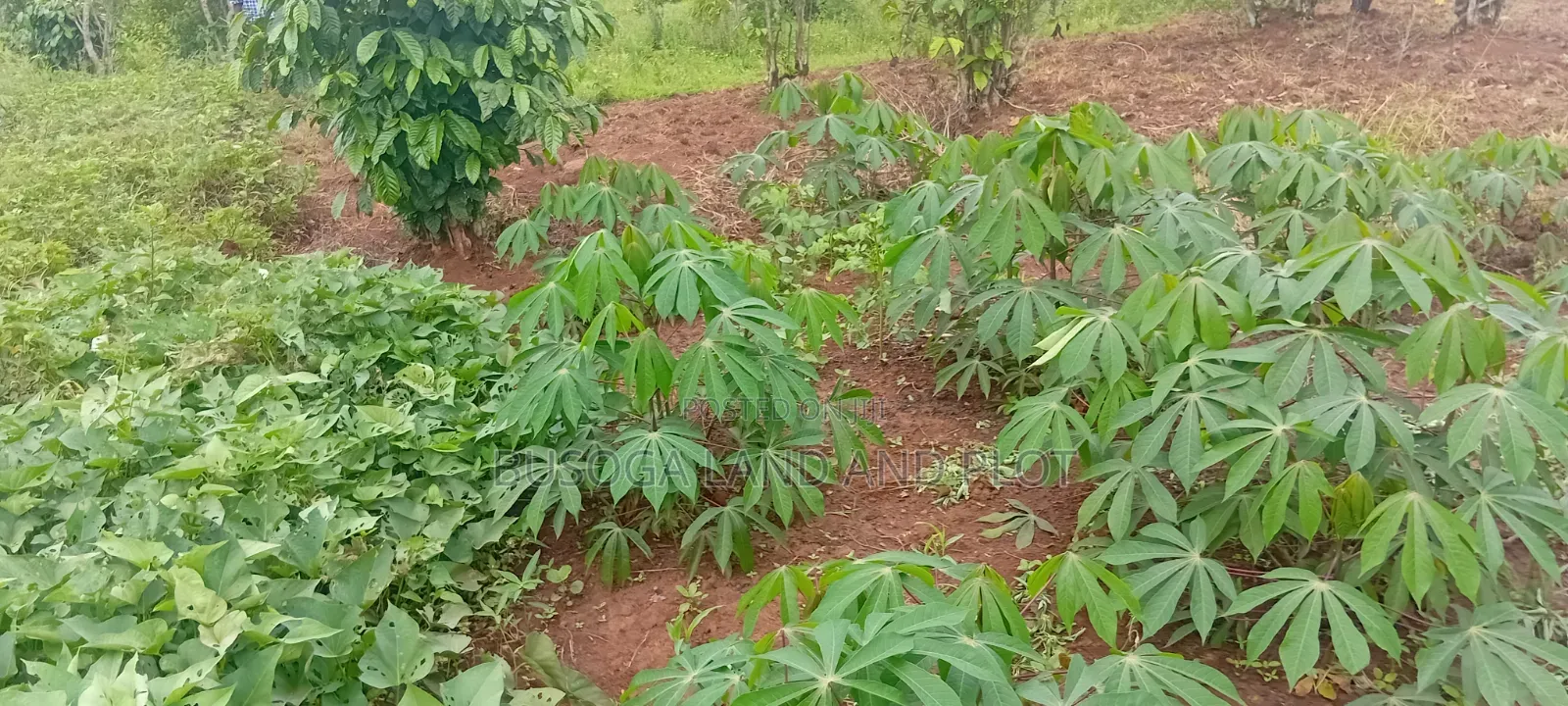 4 Acres of Land_Balawoli Kamuli District, Eastern Uganda at 5m an Acre in Kamuli