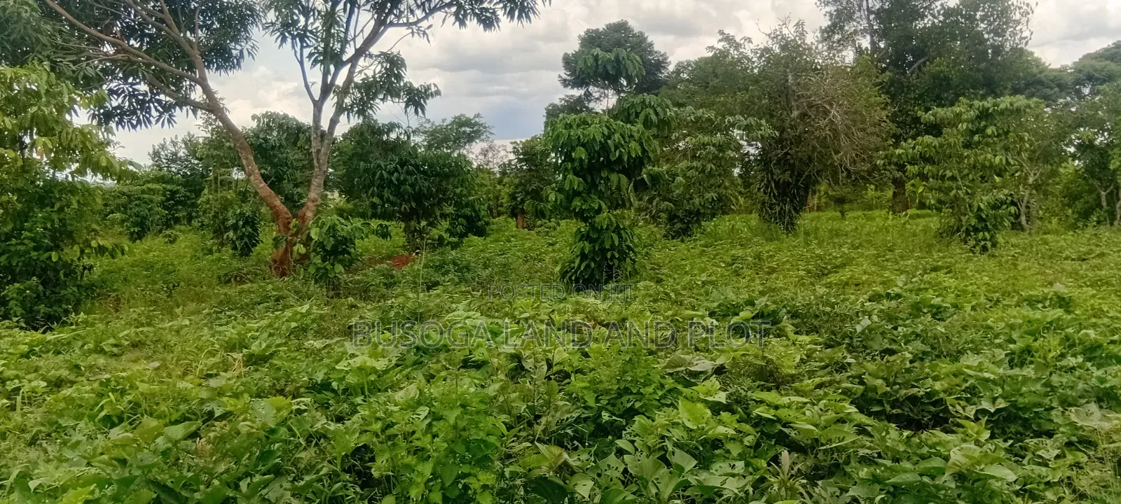 4 Acres of Land_Balawoli Kamuli District, Eastern Uganda at 5m an Acre in Kamuli