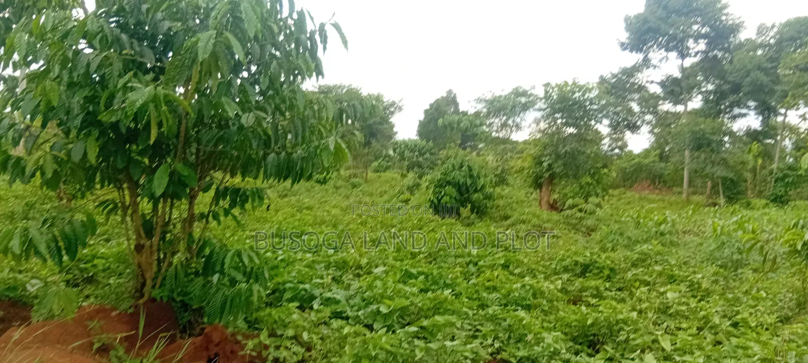 4 Acres of Land_Balawoli Kamuli District, Eastern Uganda at 5m an Acre in Kamuli