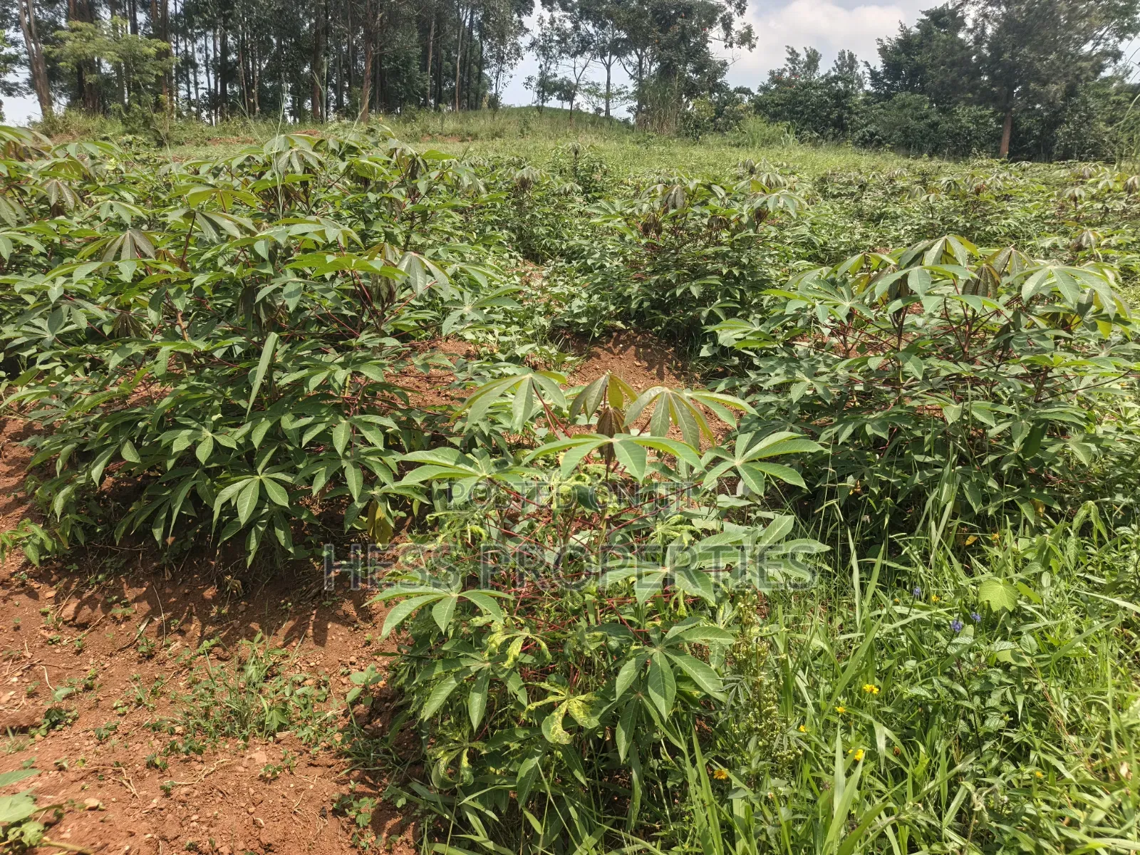 6acres of Land on Sale Located in Kyenjojo-Katooke in Kyenjojo