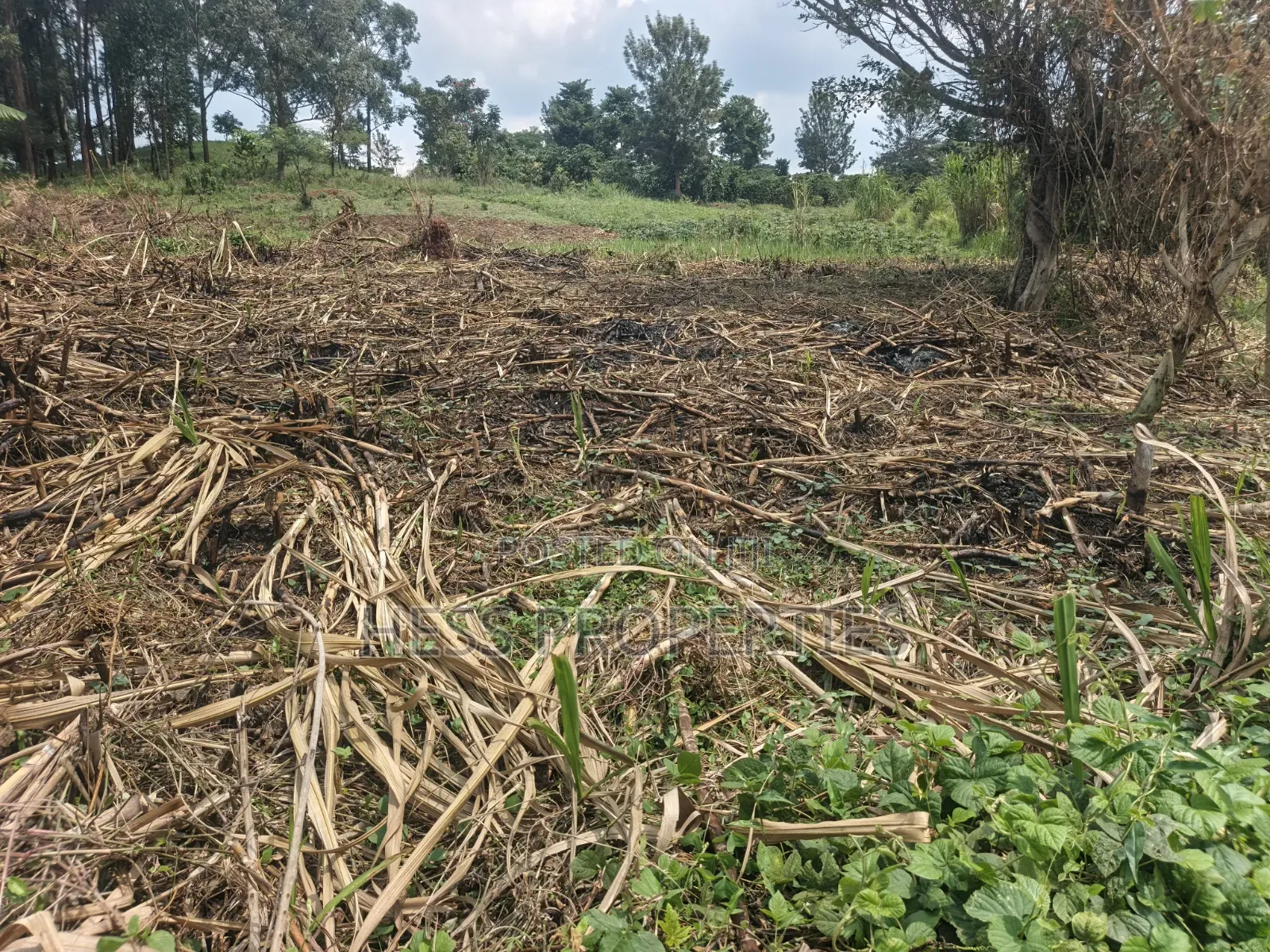 6acres of Land on Sale Located in Kyenjojo-Katooke in Kyenjojo