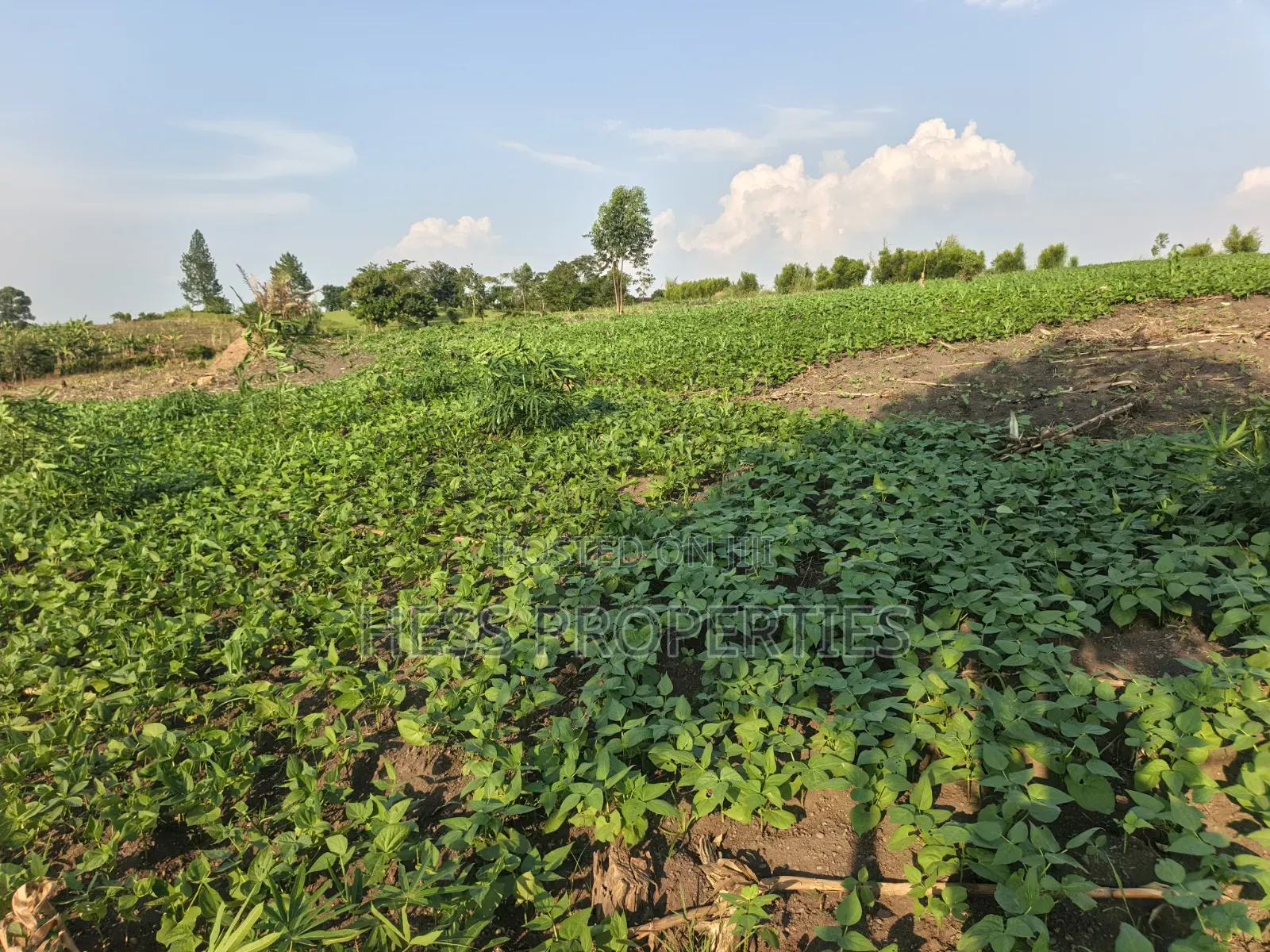 23acres of Agriculture Land on Sale Located in Bufunjo-Kyenjojo in Kyenjojo