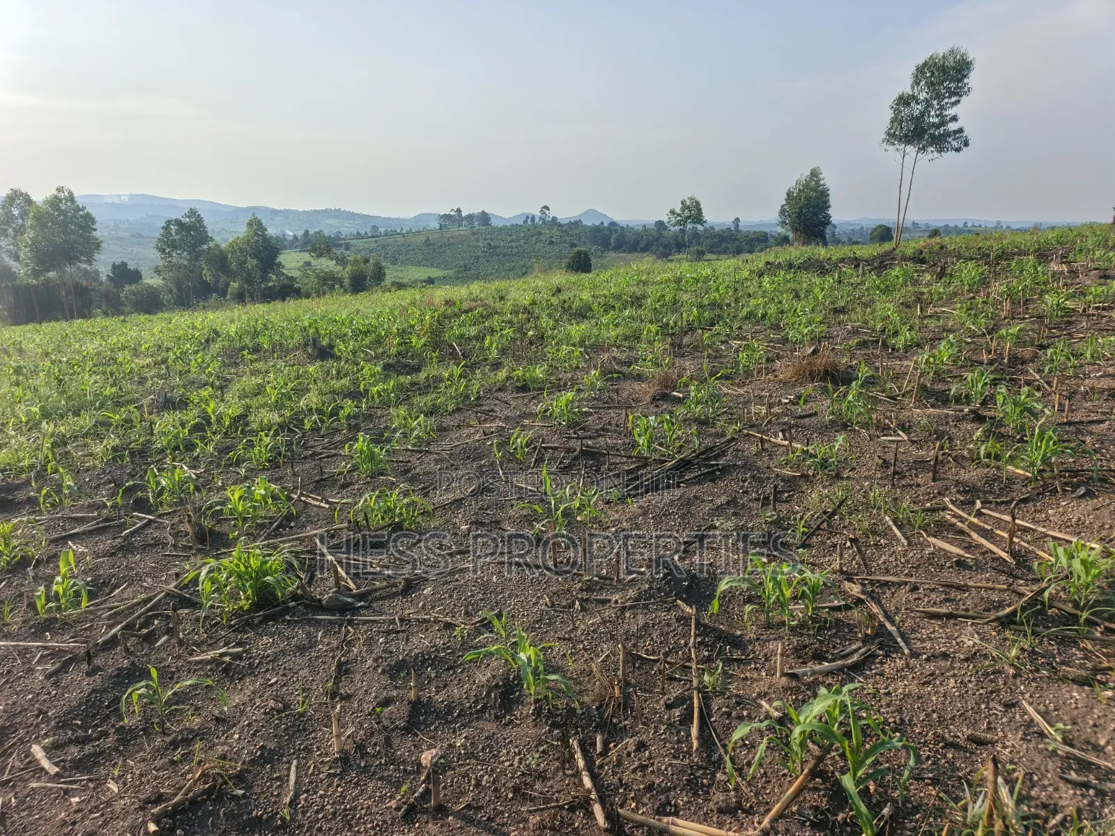 23acres of Agriculture Land on Sale Located in Bufunjo-Kyenjojo in Kyenjojo