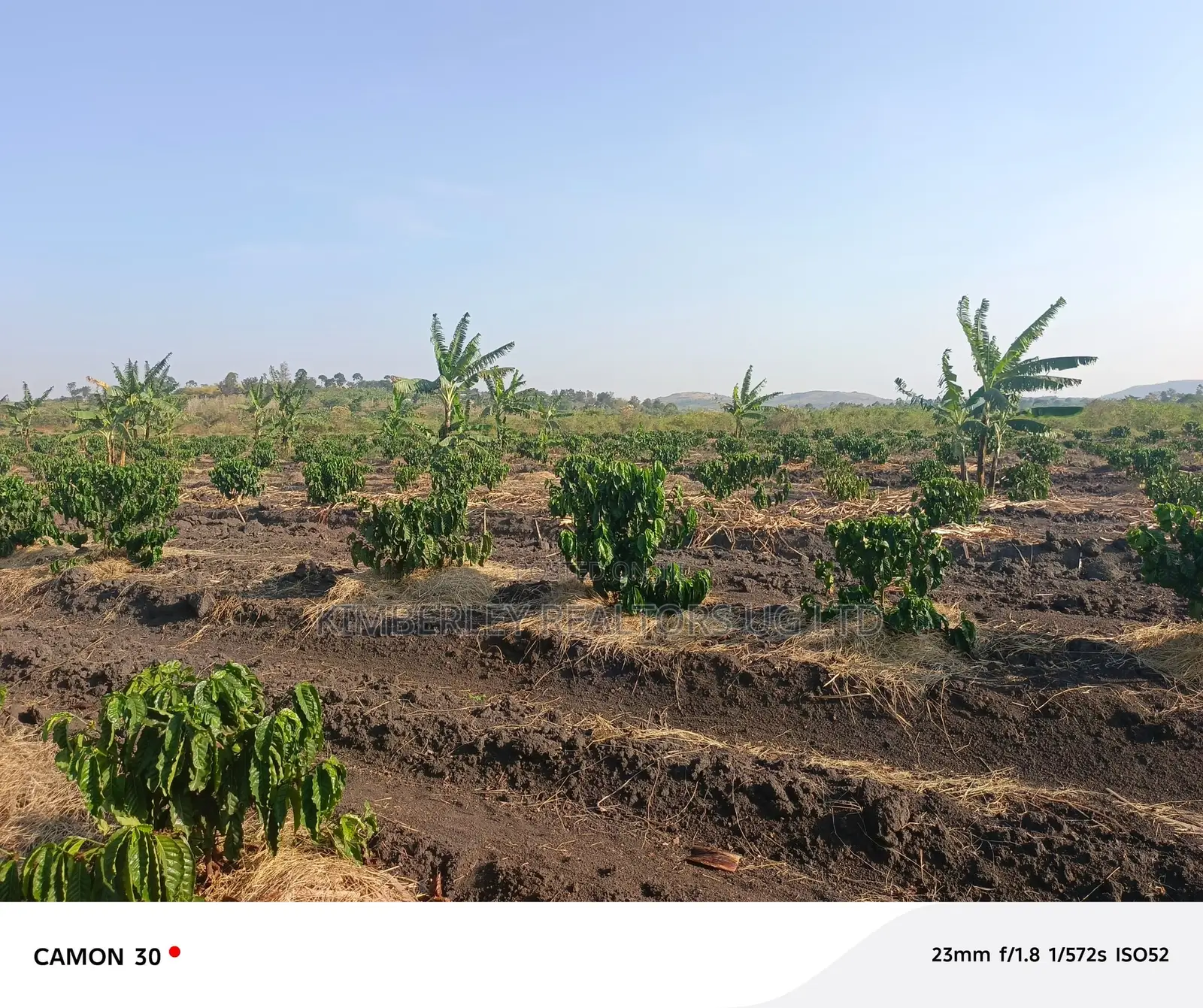 Coffee Plantation for Sale – Masaka-Mbarara Road! in Nyendo