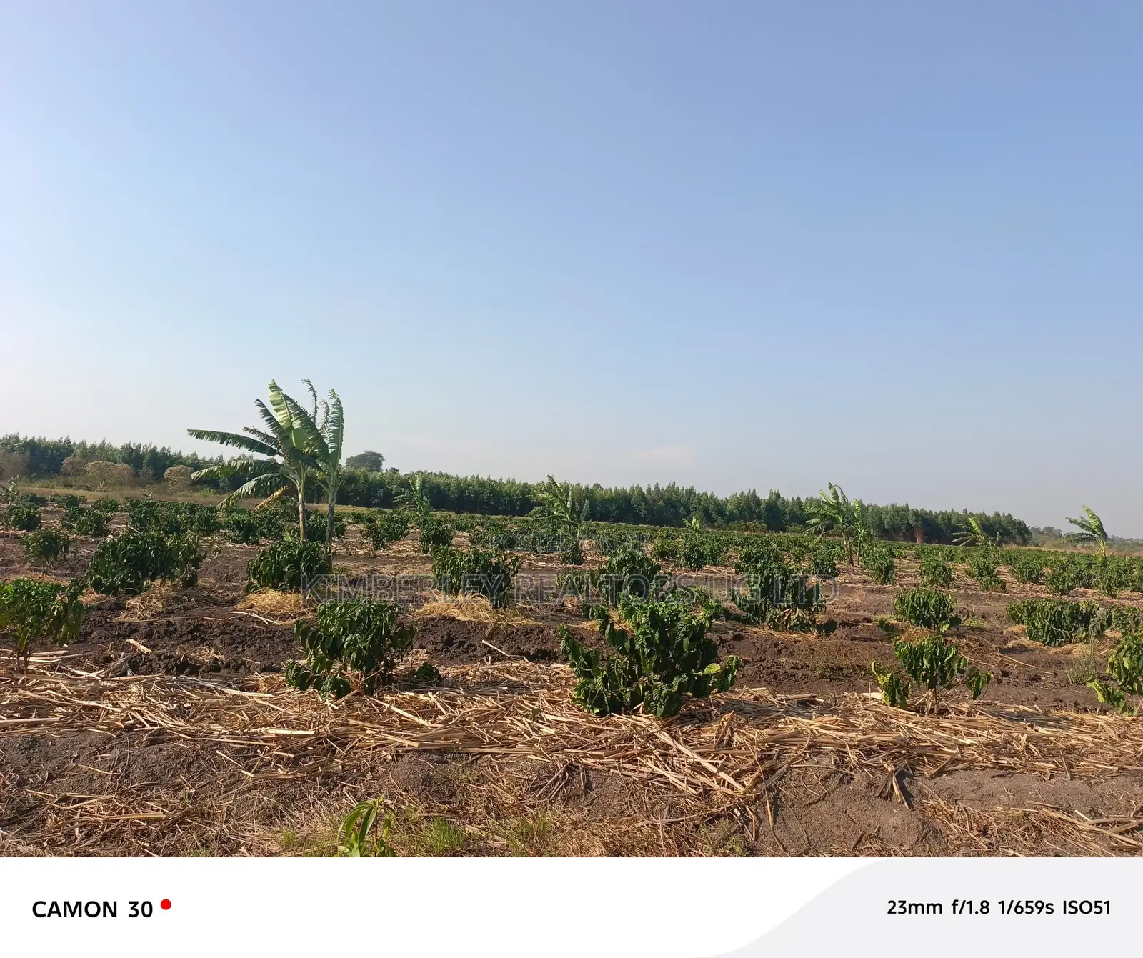Coffee Plantation for Sale – Masaka-Mbarara Road! in Nyendo