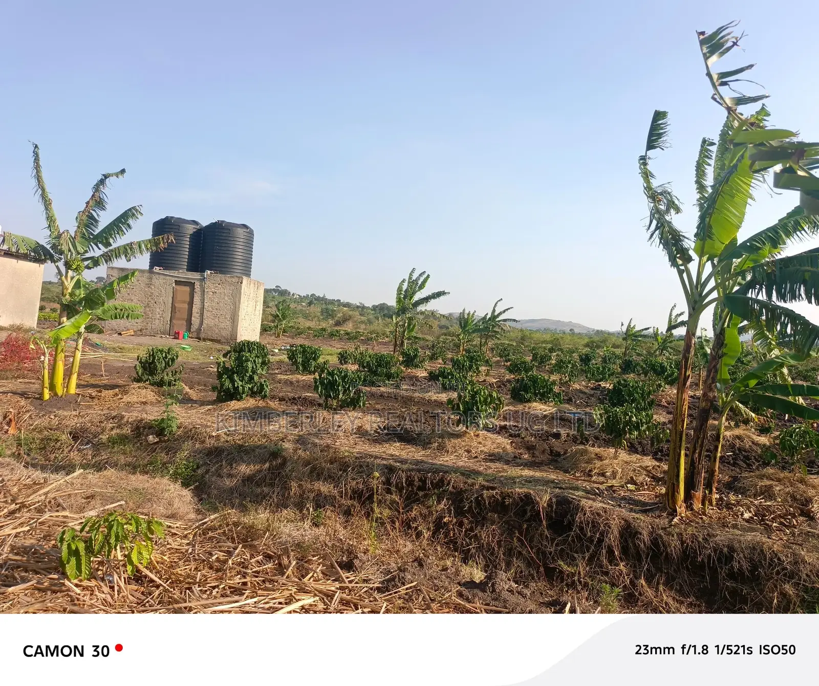 Coffee Plantation for Sale – Masaka-Mbarara Road! in Nyendo