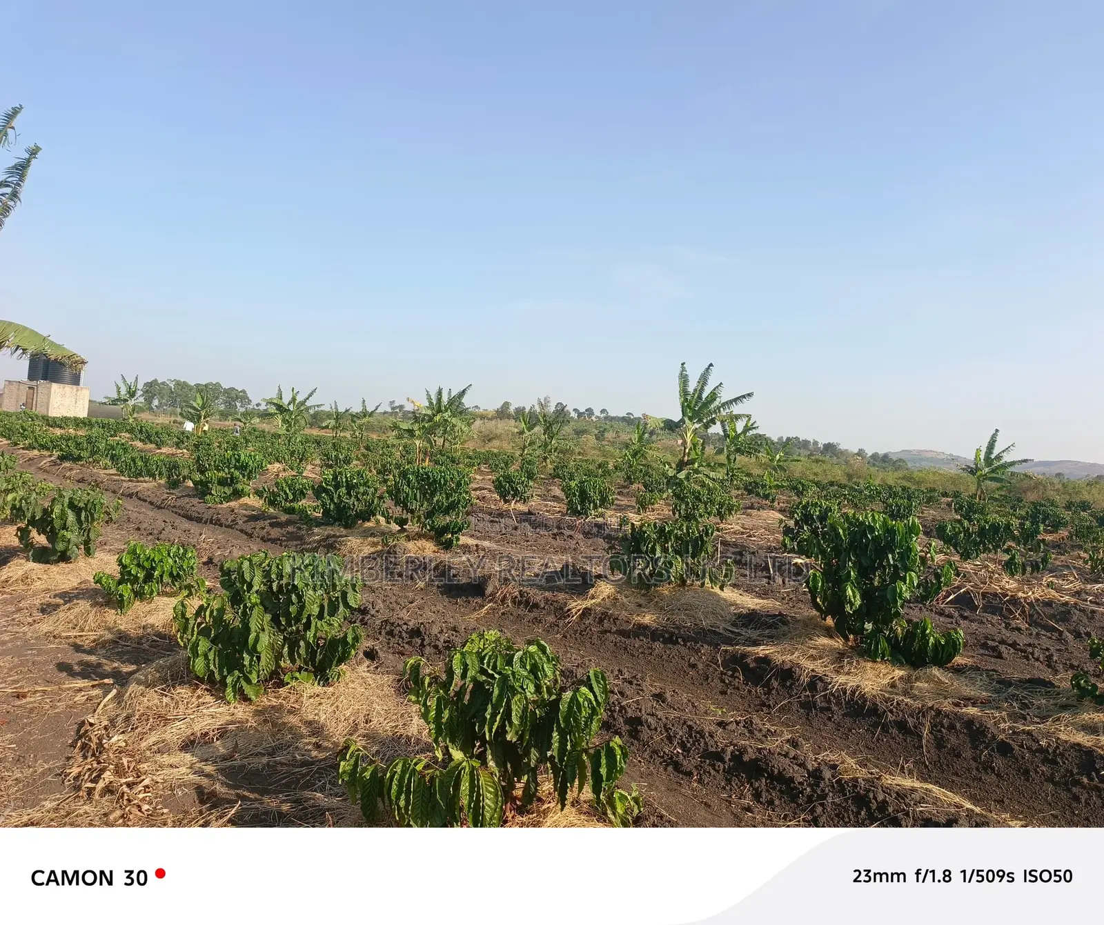 Coffee Plantation for Sale – Masaka-Mbarara Road! in Nyendo
