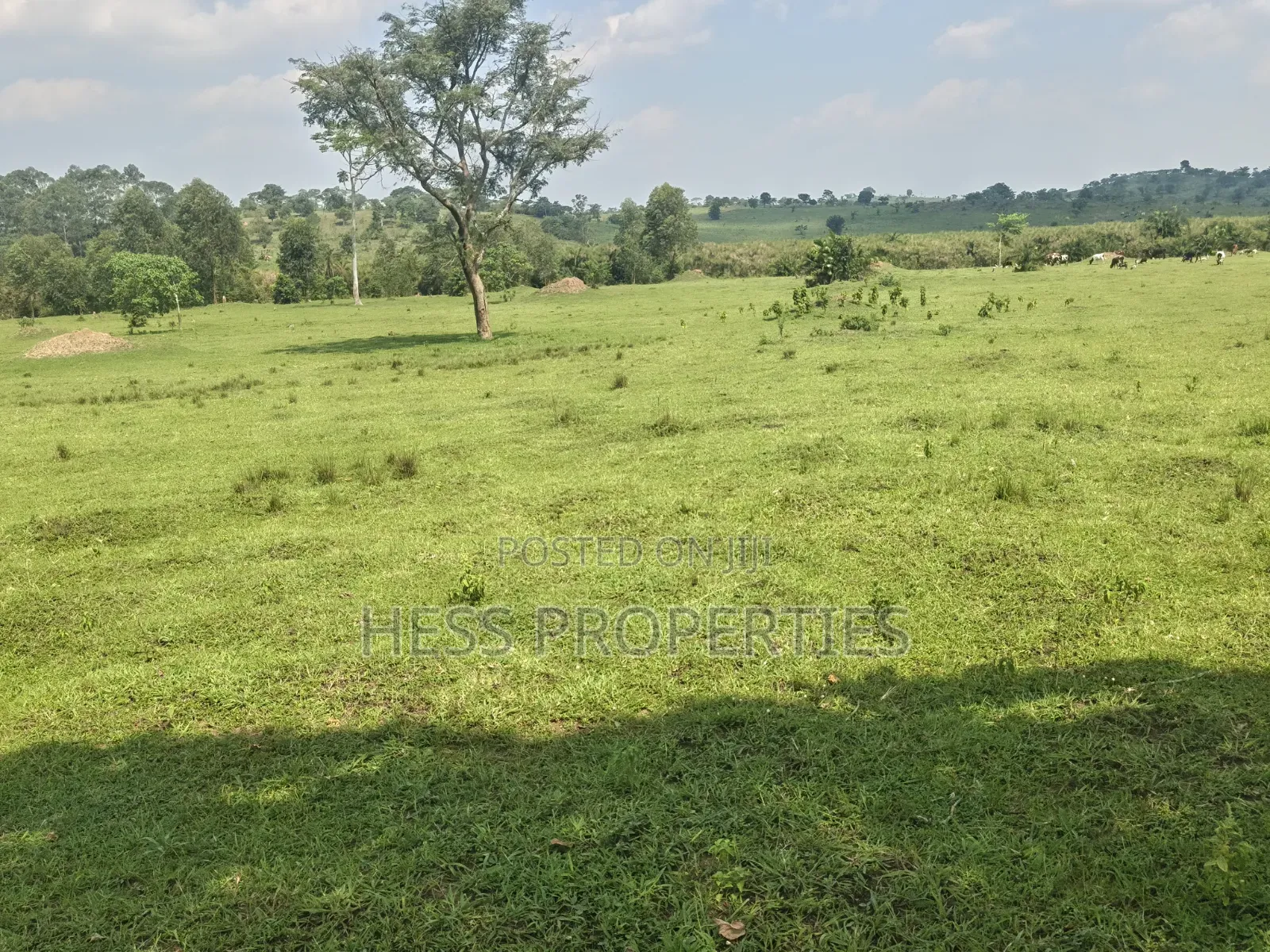 Farmland Seated on 14acres in Kyenjojo