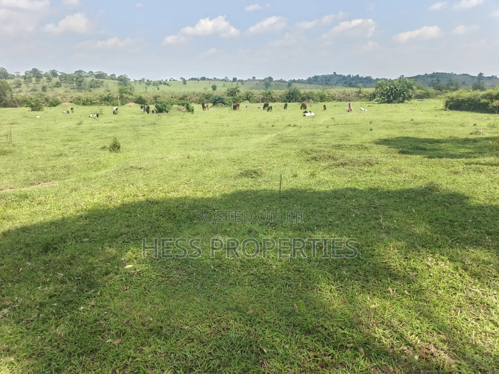 Farmland Seated on 14acres in Kyenjojo