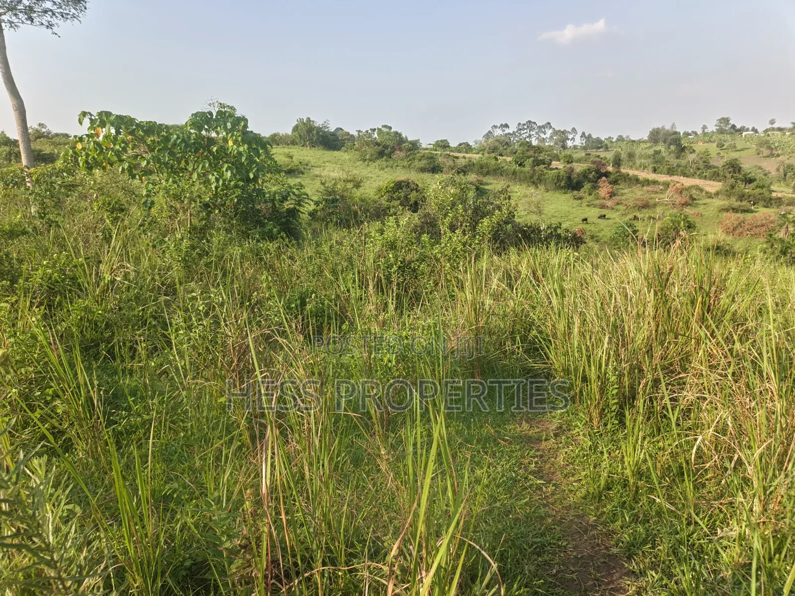 Titled Farmland Measuring 50acres on Sale Located in Kyenjojo District in Kyenjojo