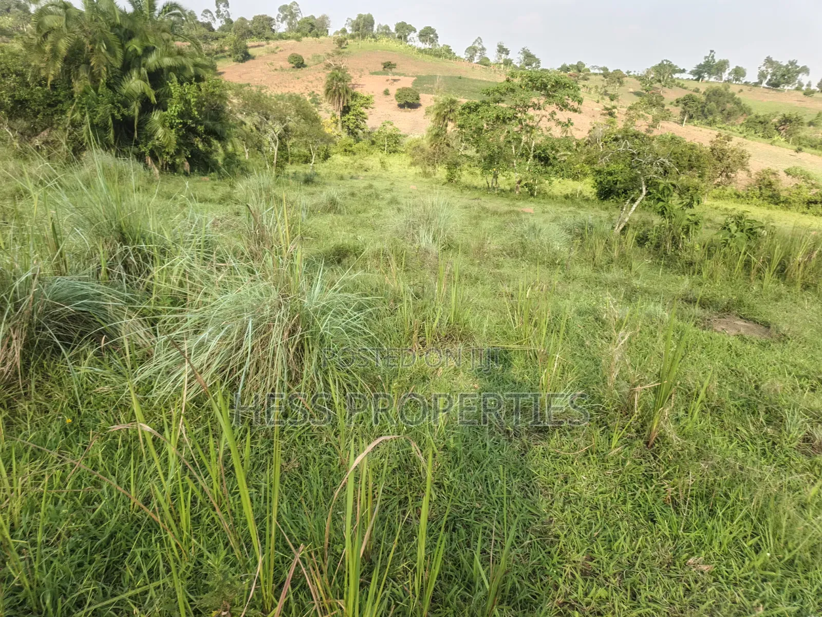 Titled Farmland Measuring 50acres on Sale Located in Kyenjojo District in Kyenjojo