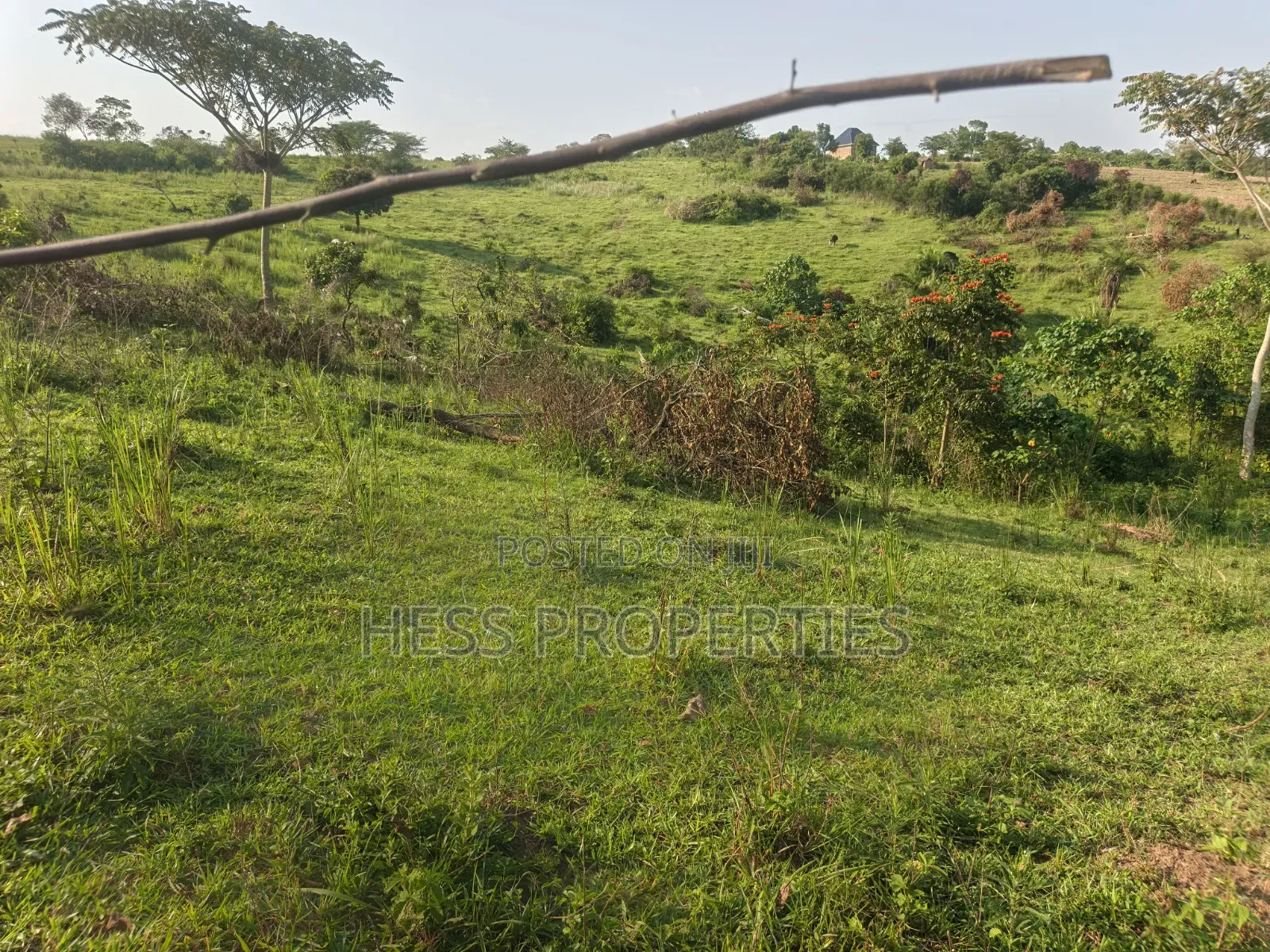 Titled Farmland Measuring 50acres on Sale Located in Kyenjojo District in Kyenjojo