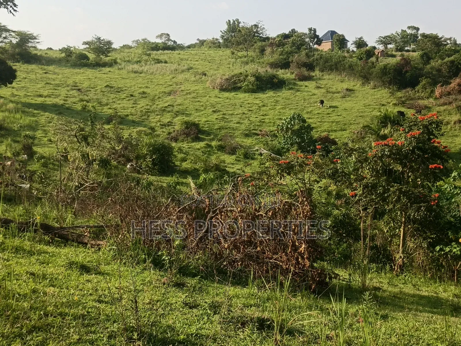 Titled Farmland Measuring 50acres on Sale Located in Kyenjojo District in Kyenjojo