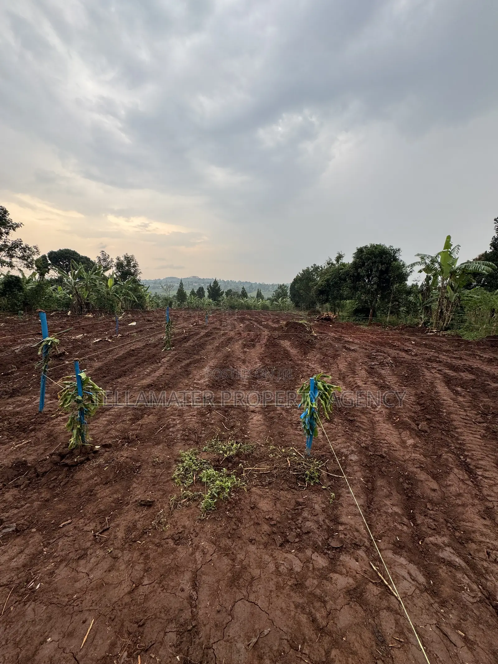 New Nakifuma-Kakinzi Estate 50*50ft and 50*100 Plots Kabaka Land in Kyampisi