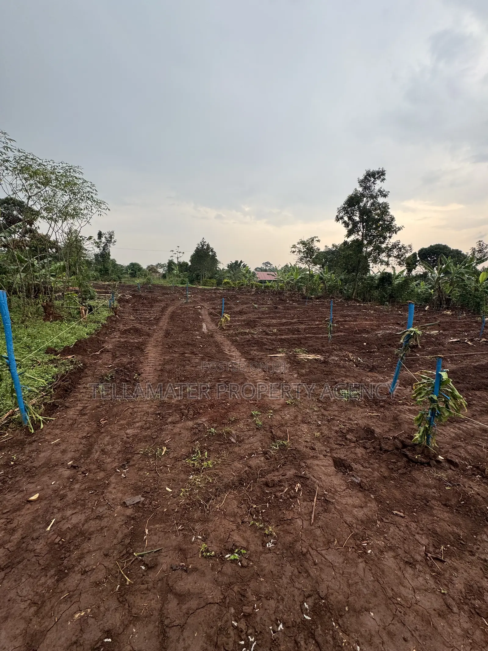 New Nakifuma-Kakinzi Estate 50*50ft and 50*100 Plots Kabaka Land in Kyampisi
