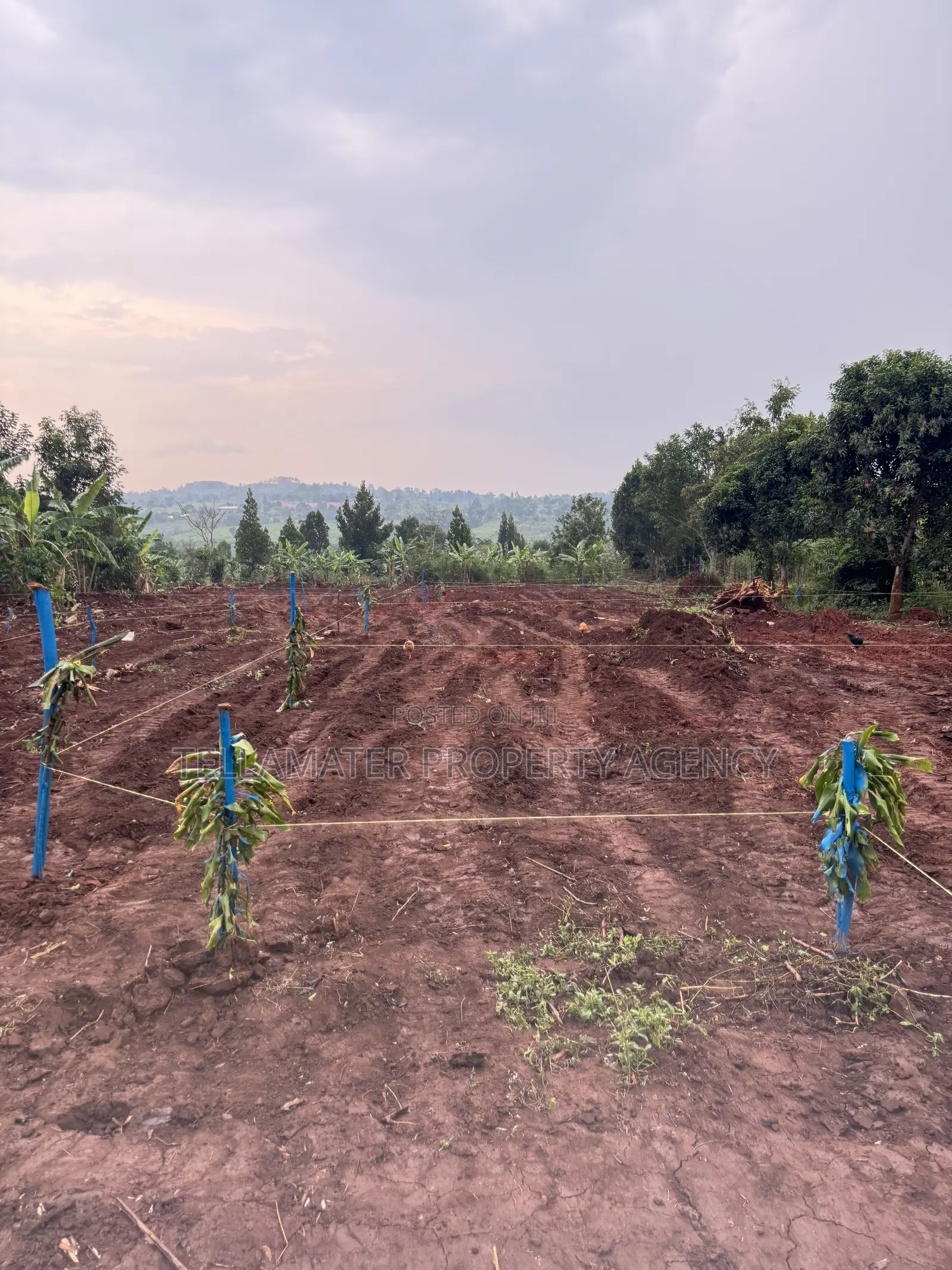 New Nakifuma-Kakinzi Estate 50*50ft and 50*100 Plots Kabaka Land in Kyampisi