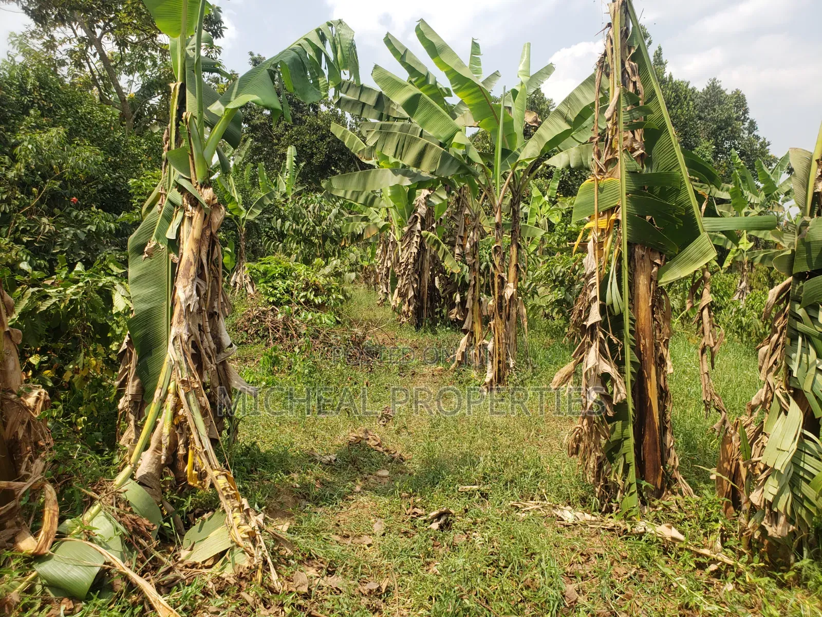 Plot for Sell Mpelerwe Kitagobwa in Kawempe