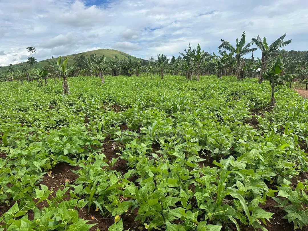 2 Acres of Land for Sale Near Bigodi in Kamwenge