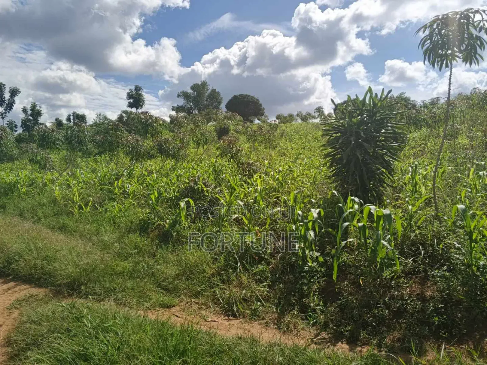 Brick Project Land in Masulita