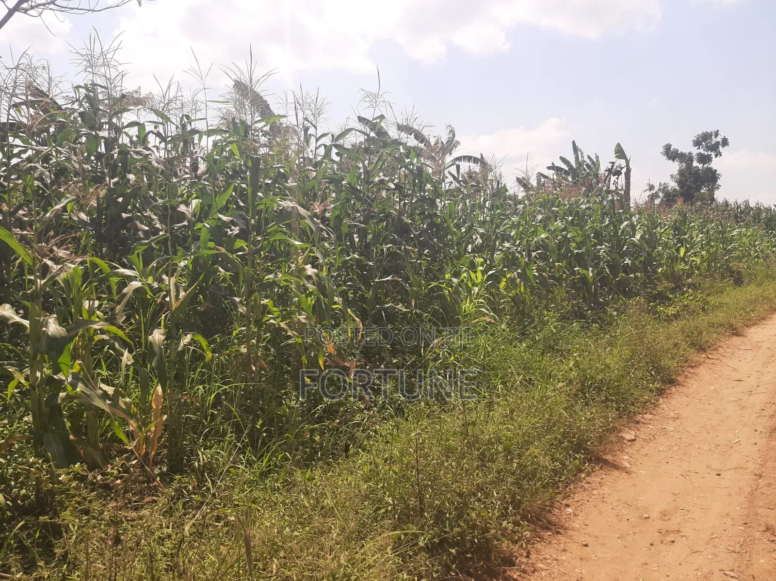 Agriculture Project in Masulita