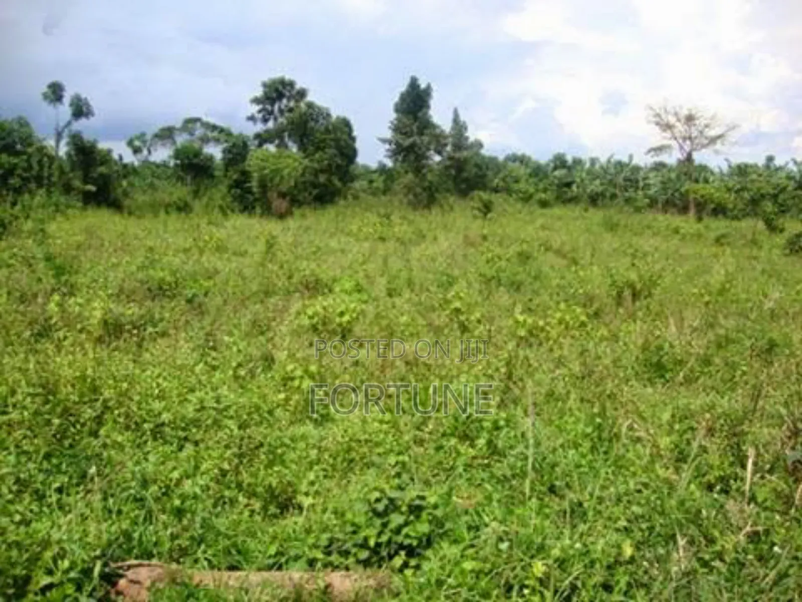 Land for Farming in Masulita