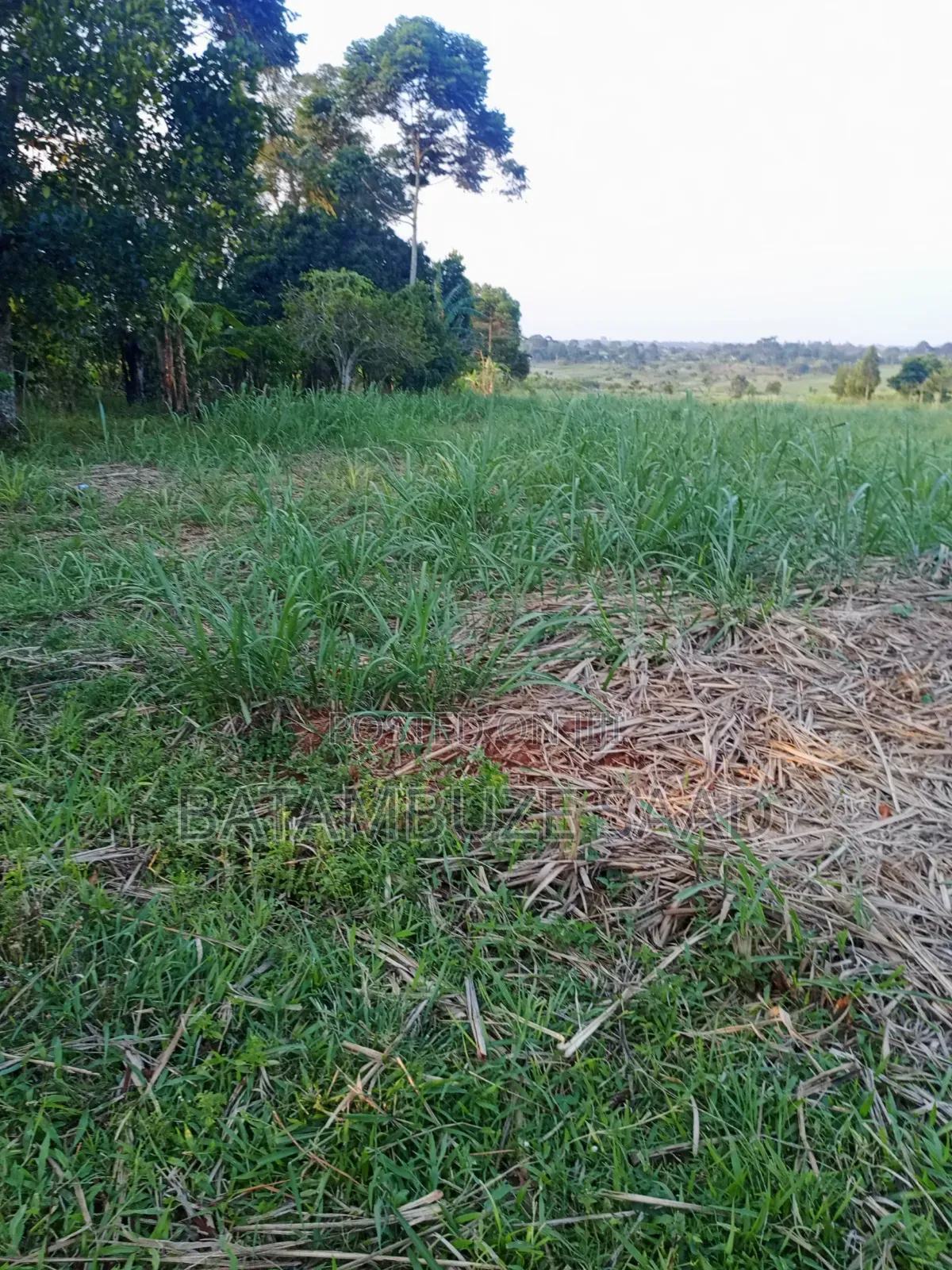 11 Acres With Sugar Cane for Sale in Mayuge