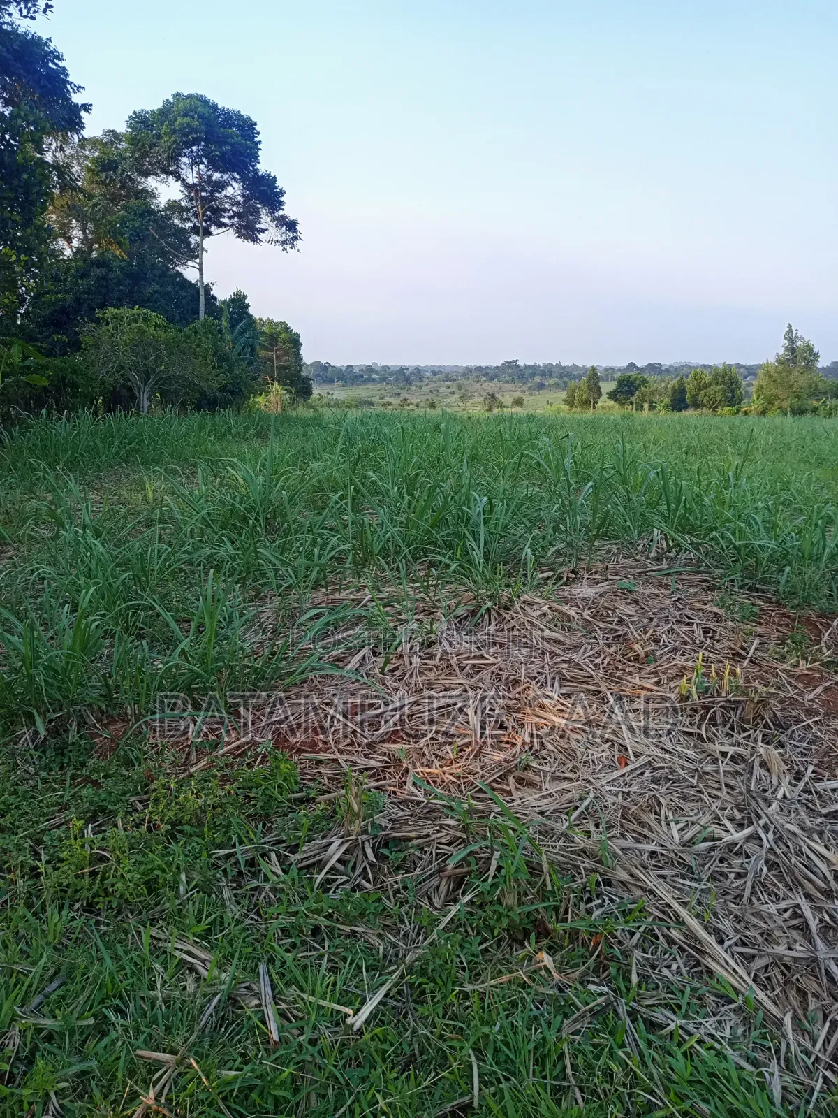 11 Acres With Sugar Cane for Sale in Mayuge